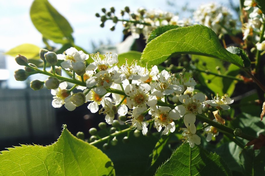 Красная черемуха