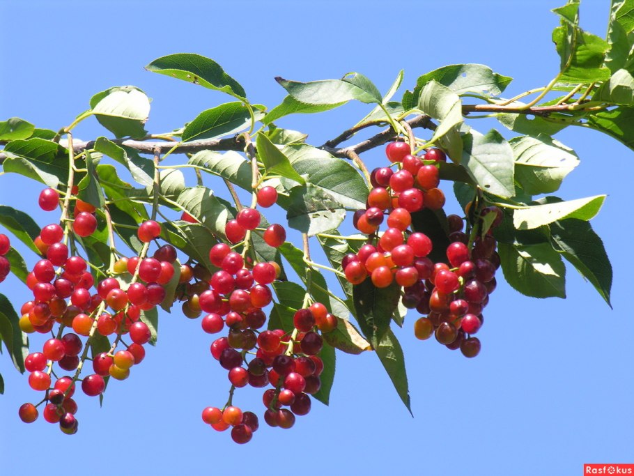 Черемуха с красными ягодами