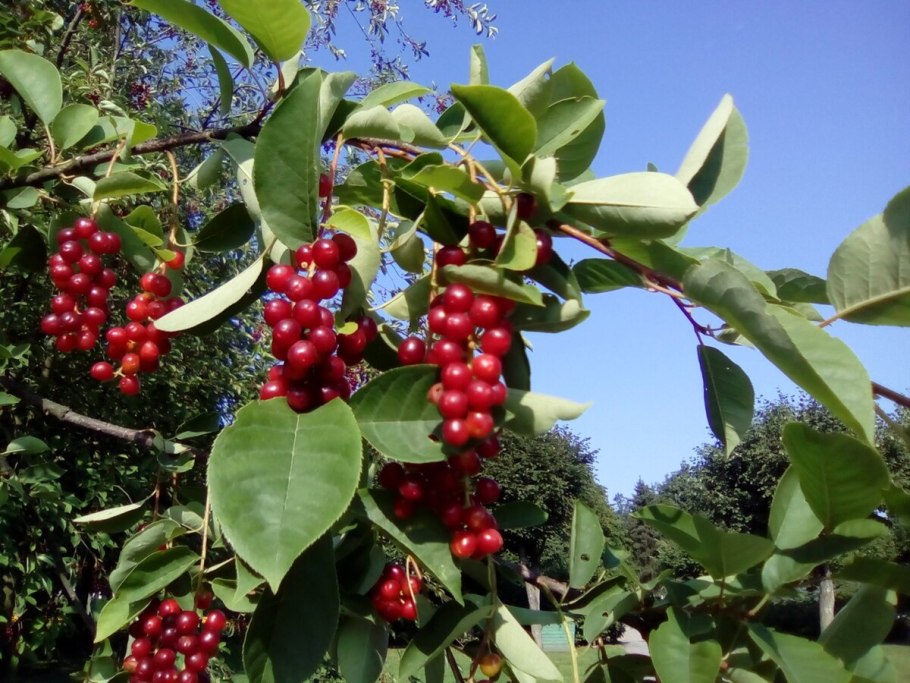 Черёмуха виргинская