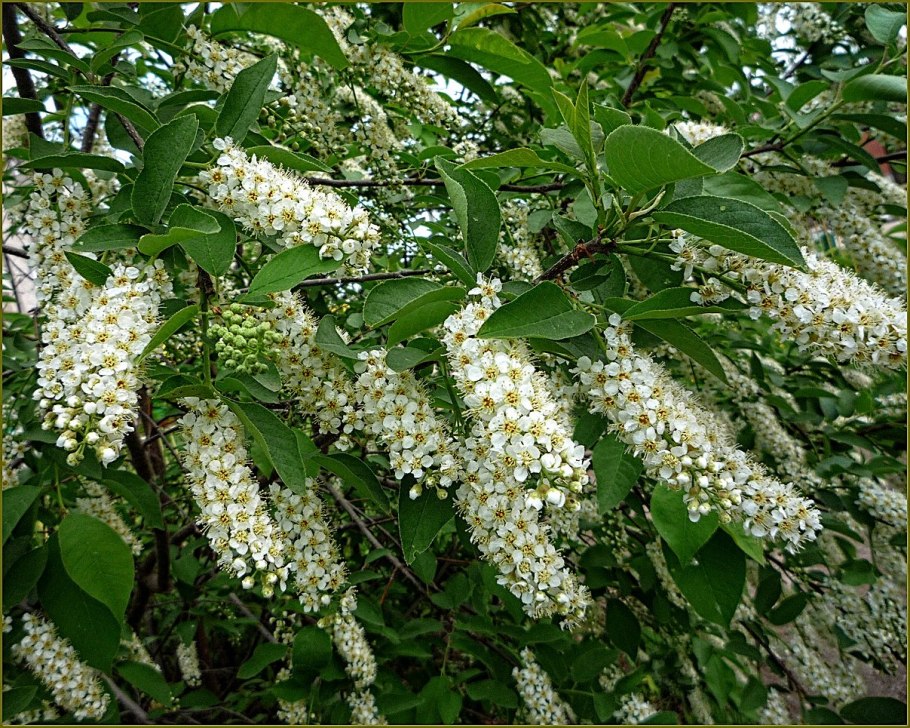 Черемуха ягоды