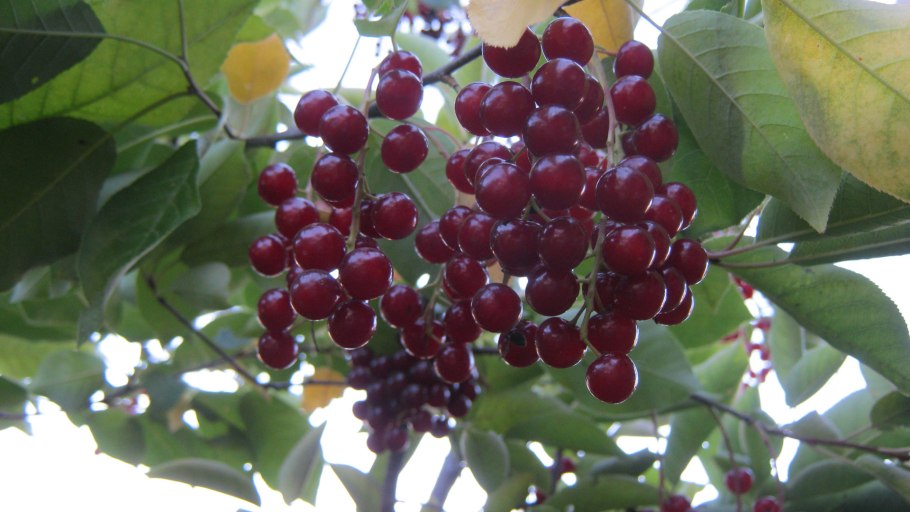 Черемуха виргинская Шуберт