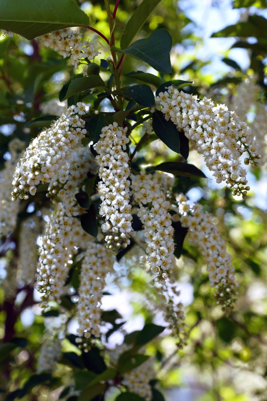 Черемуха сибирская красавица