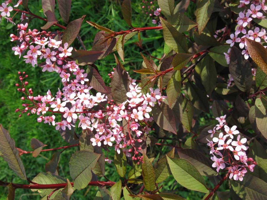 Черемуха обыкновенная колората