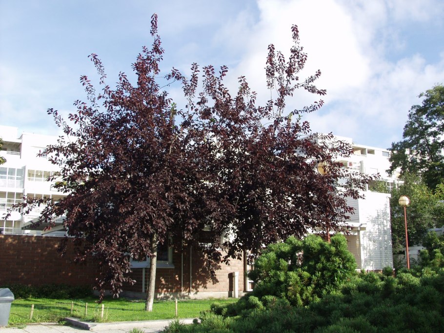 Красноплодная черемуха