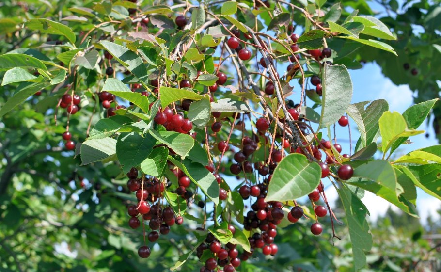 Черемуха виргинская цветение
