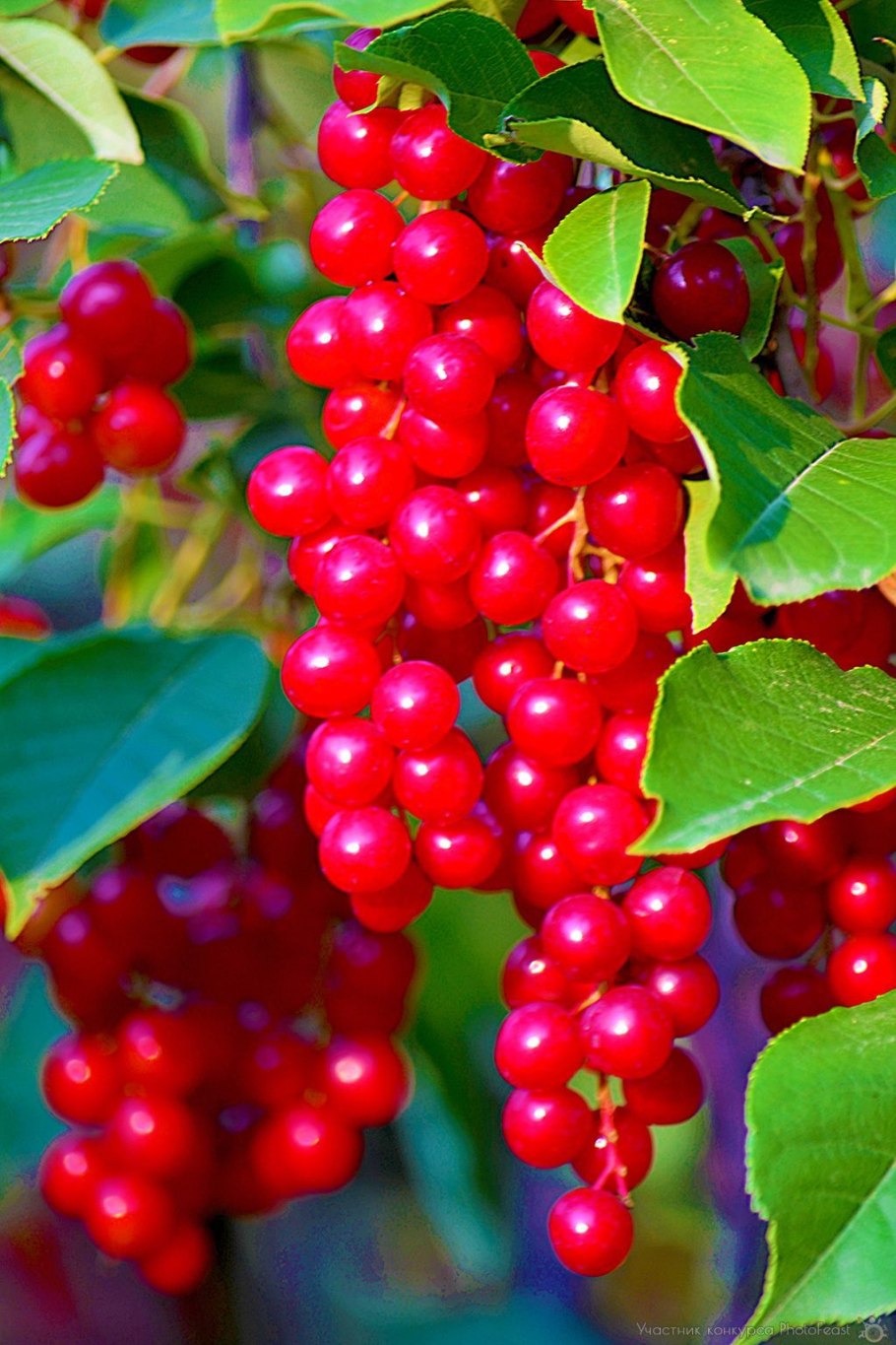 Черемуха красная саженец