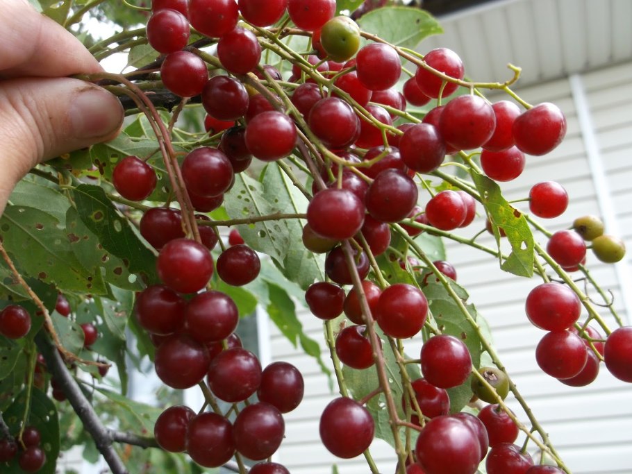 Черемуха Садовая