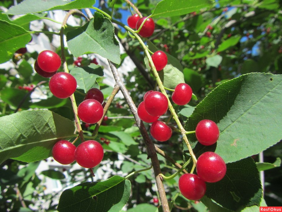 Церападус (вишня+черемуха