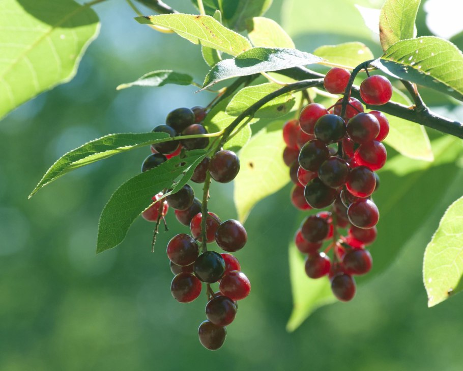 Черемуха красная виргинская