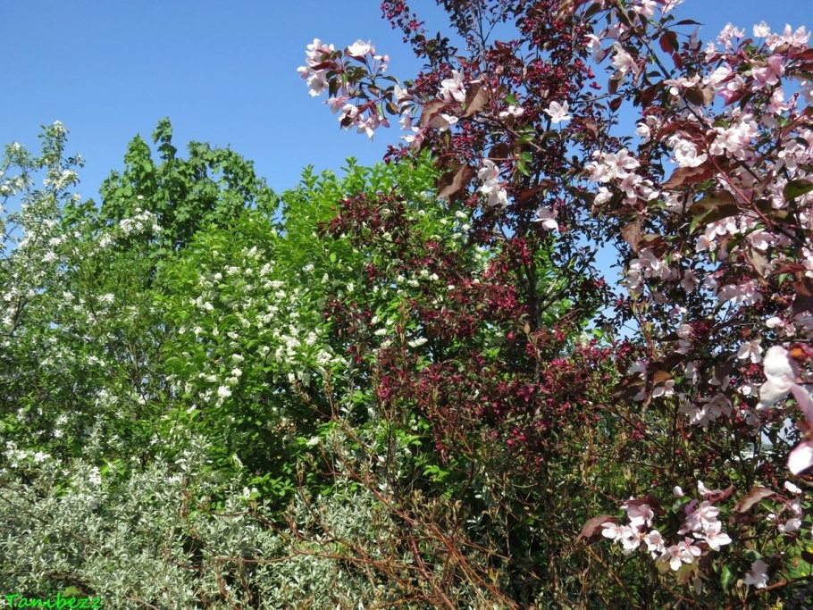 Черемуха виргинская Prunus virginiana
