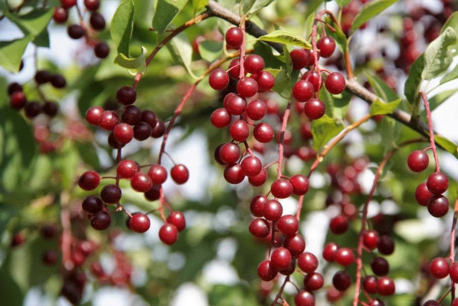 Красная черемуха