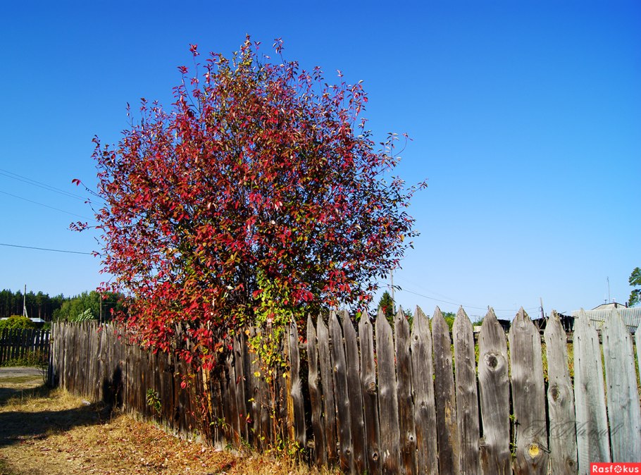 Куст черемуха маака