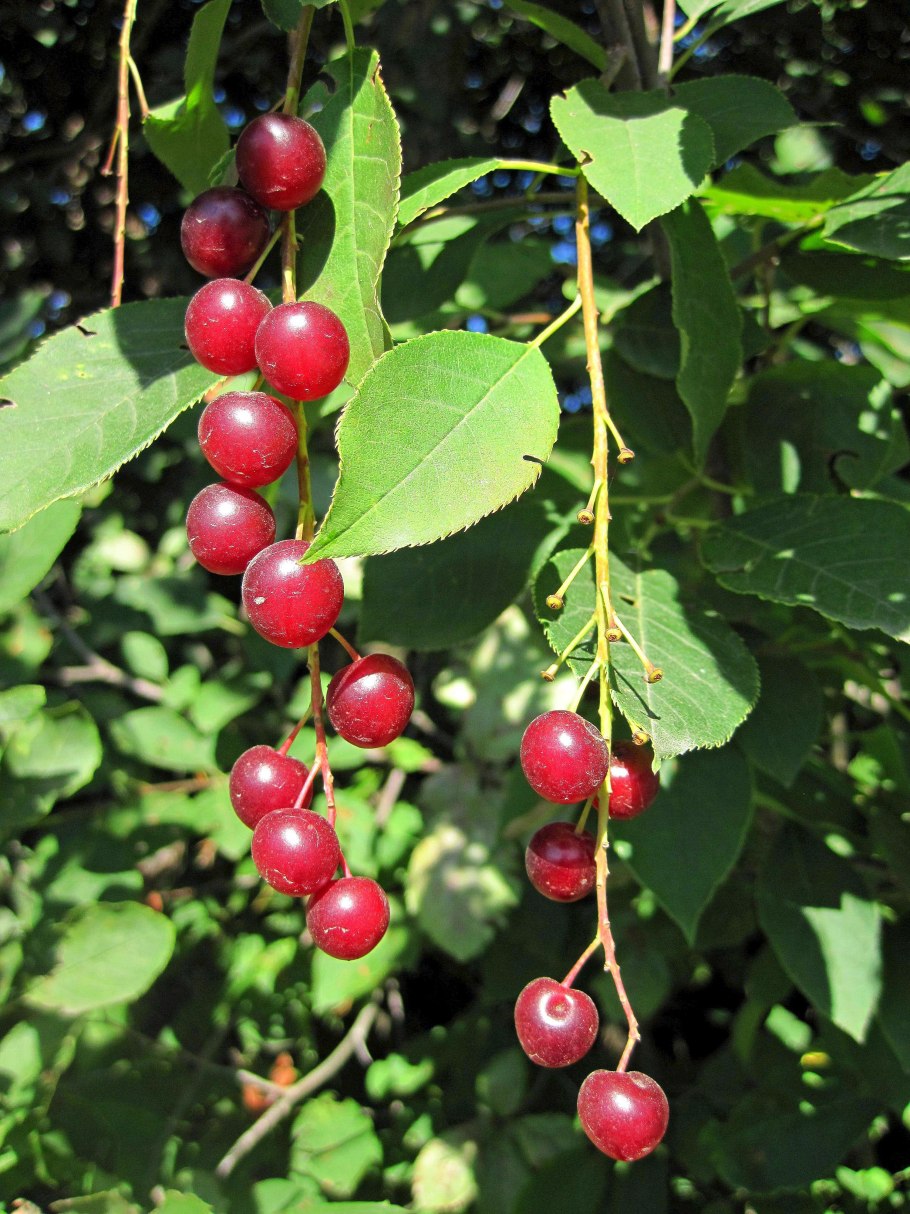 Черемуха красная виргинская