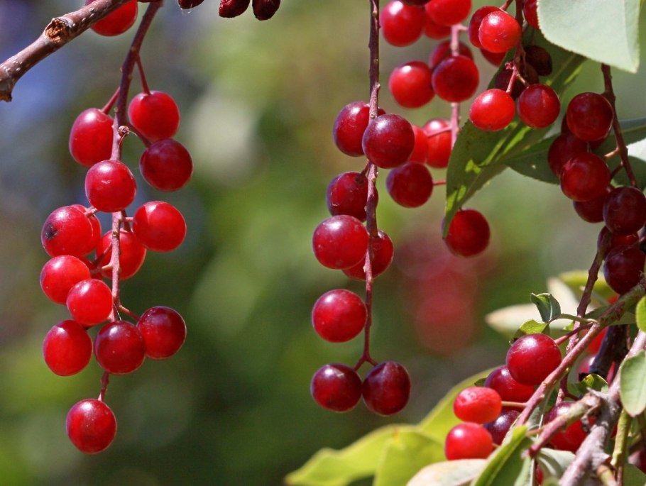 Ягоды черёмухи виргинская Шуберт