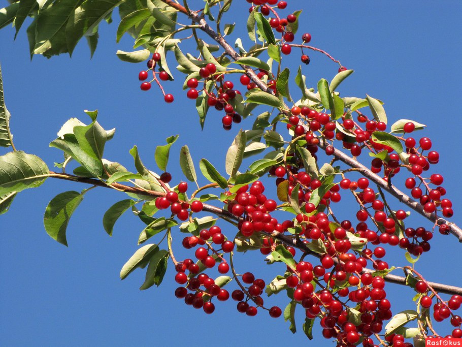 Черемуха с красными ягодами