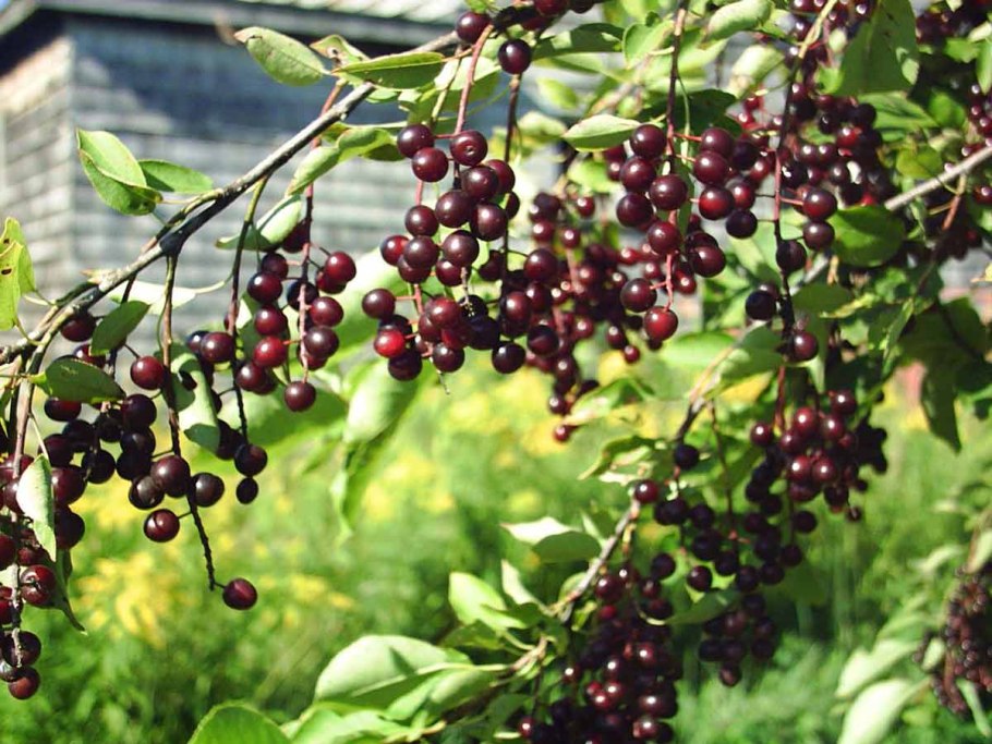 Слива Писсарди