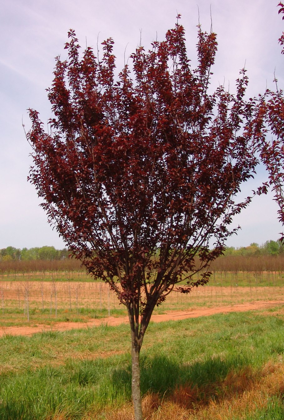 Черемуха обыкновенная неубиенная