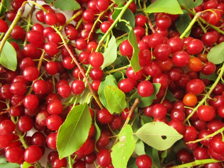 Черемуха краснолистная неубиенная