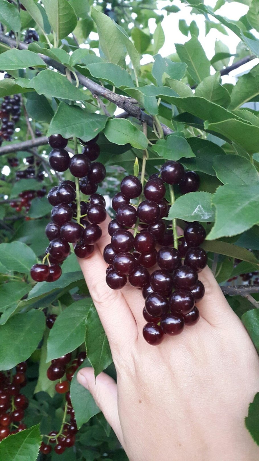 Слива краснолистная Писсарди