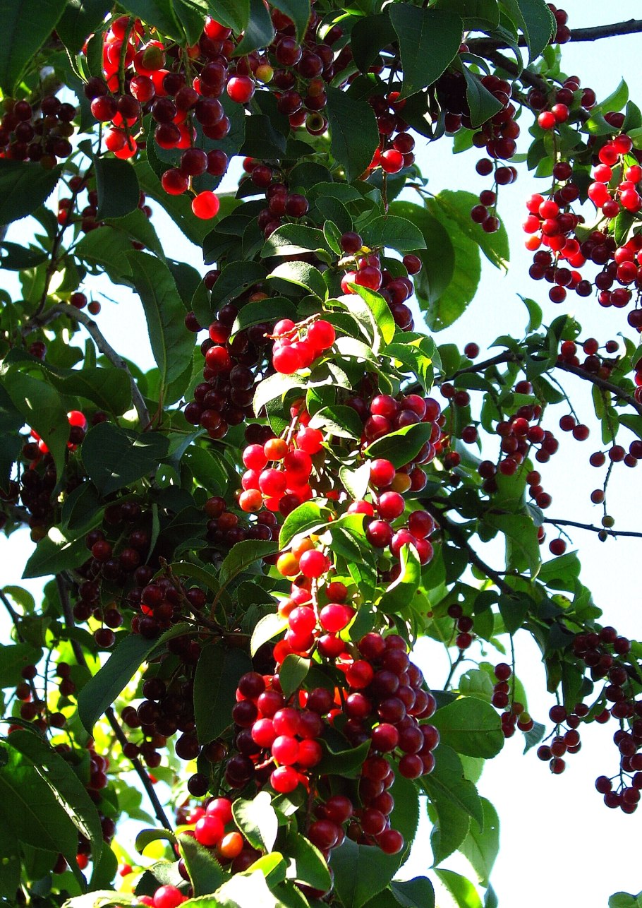 Краснолистная слива алыча