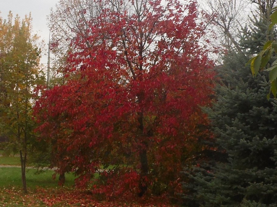 Черемуха краснолистная виргинская шуберт