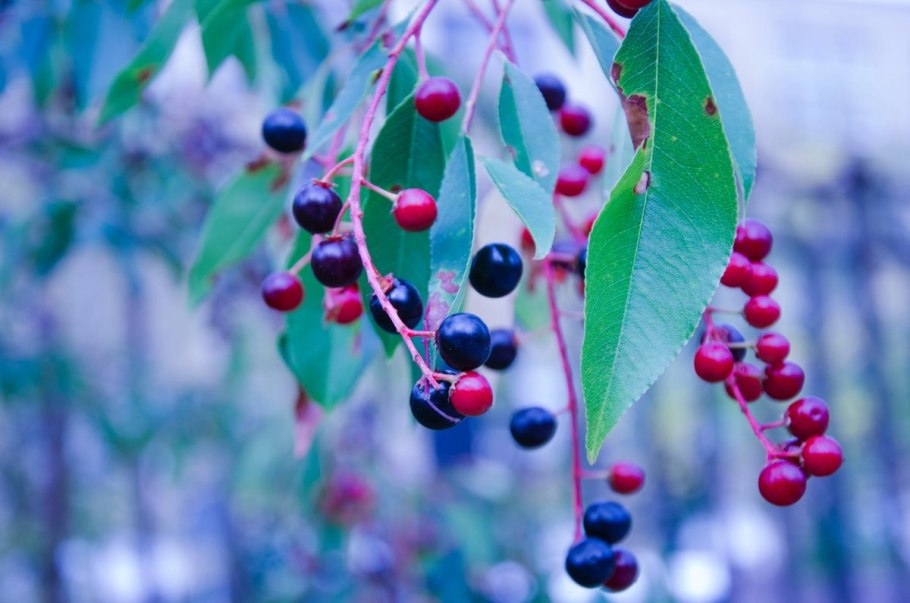 Красная вирджинская черемуха