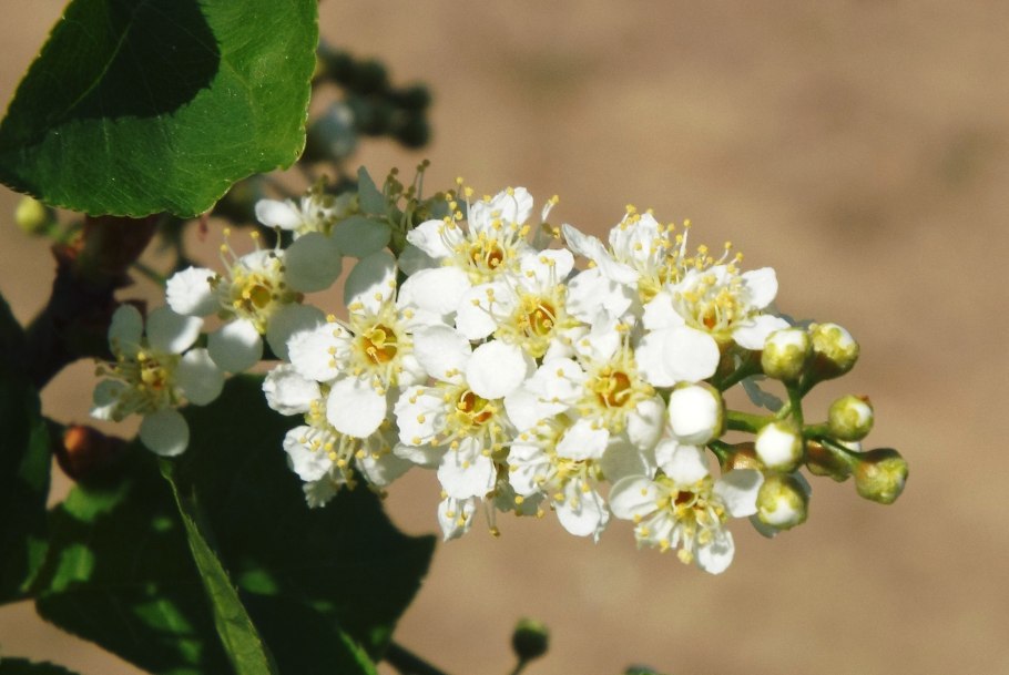 Черемуха виргинская цветение