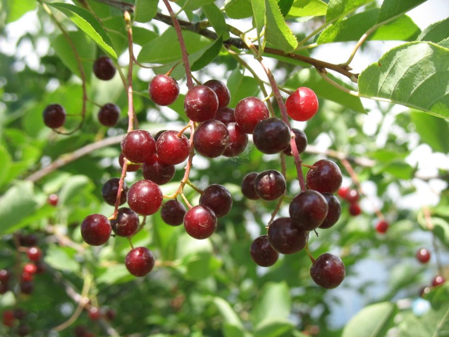 Черемуха виргинская (padus virginiana)