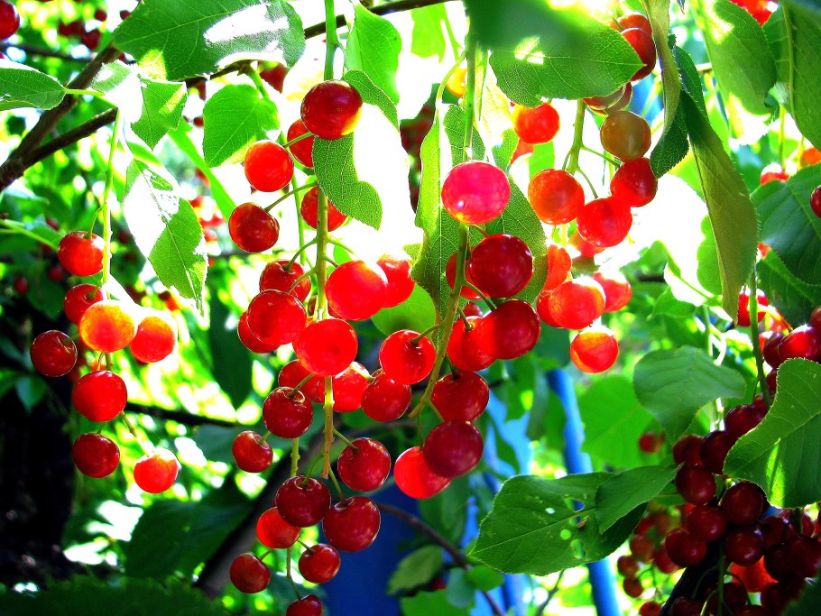 Черемуха краснолистная ягоды
