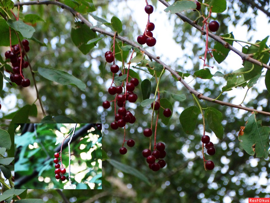 Красная черемуха куст