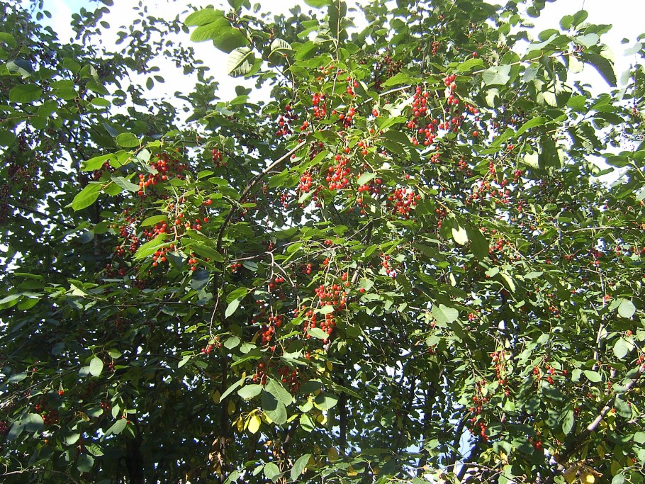 Виргинская вишня