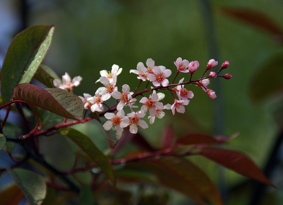 Красная черемуха