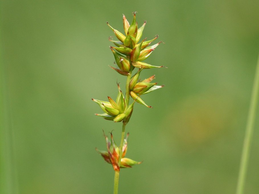 Trisetum spicatum
