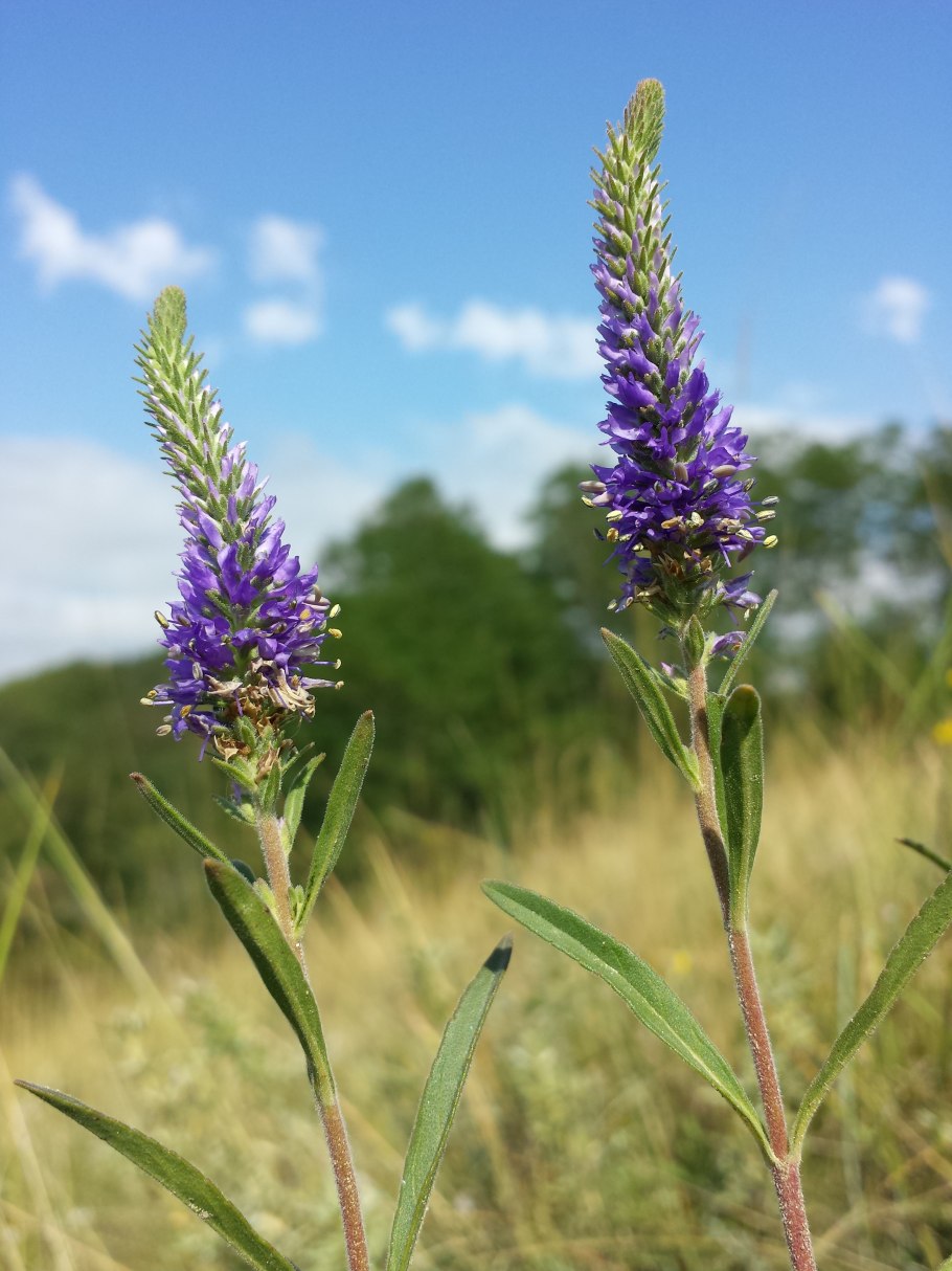 Trisetum altaicum
