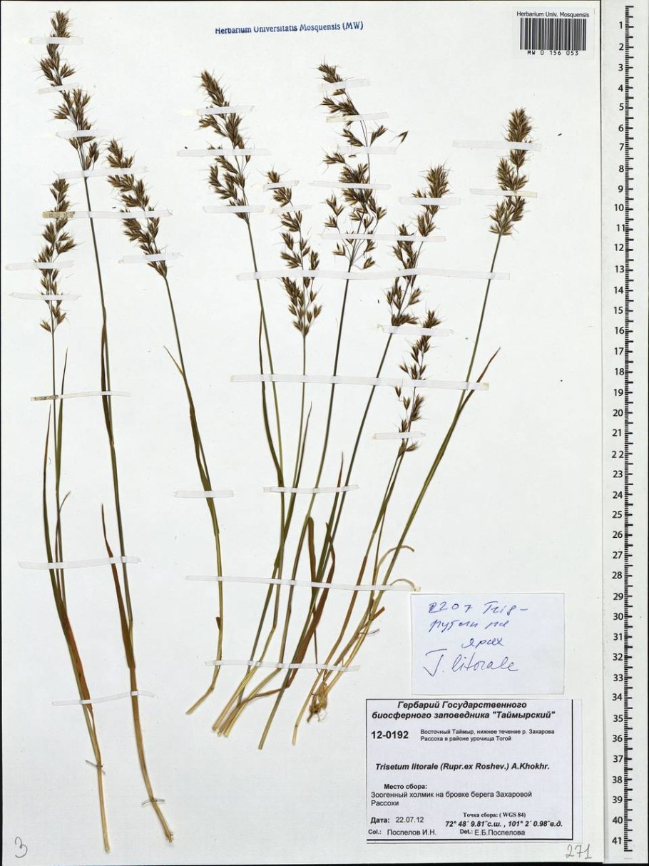 Trisetum spicatum