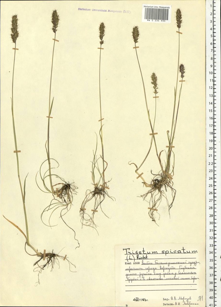 Trisetum mongolicum