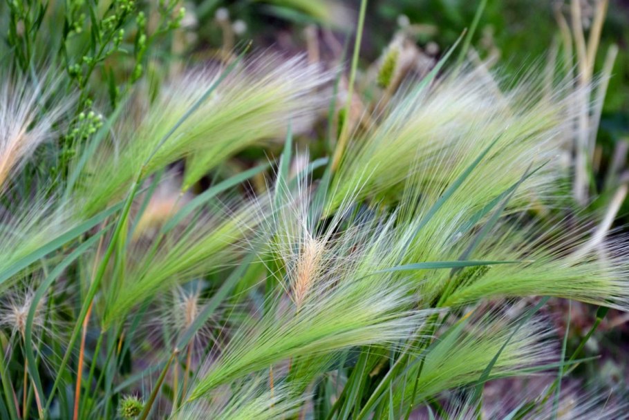 Trisetum mongolicum