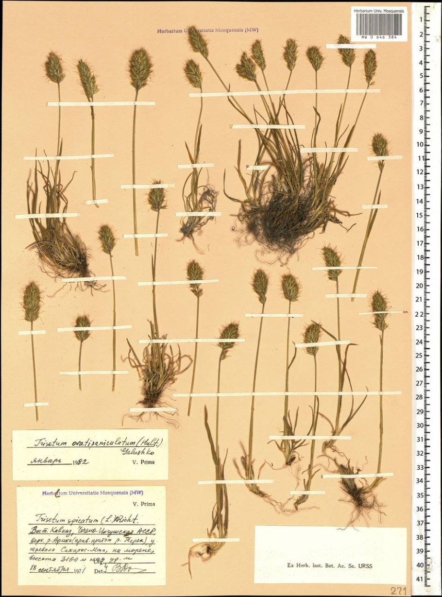 Trisetum mongolicum