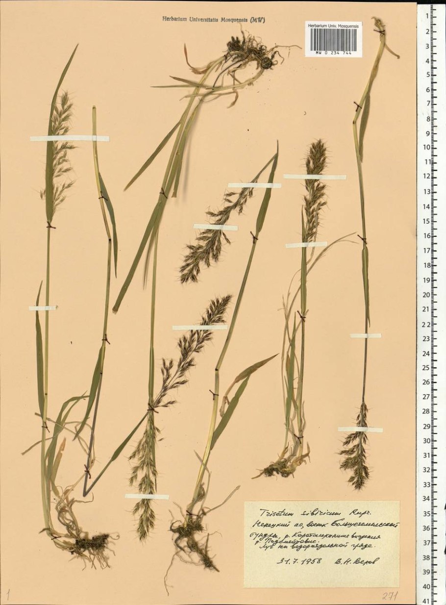 Phleum alpinum