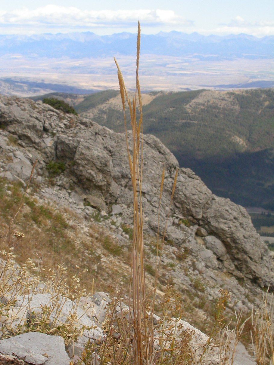 Trisetum flavescens