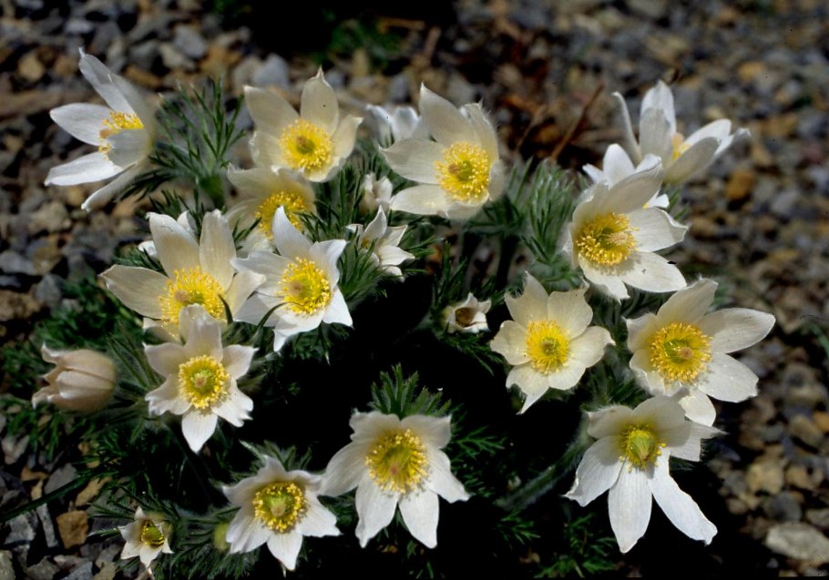 Прострел обыкновенный Pulsatilla vulgaris rubra