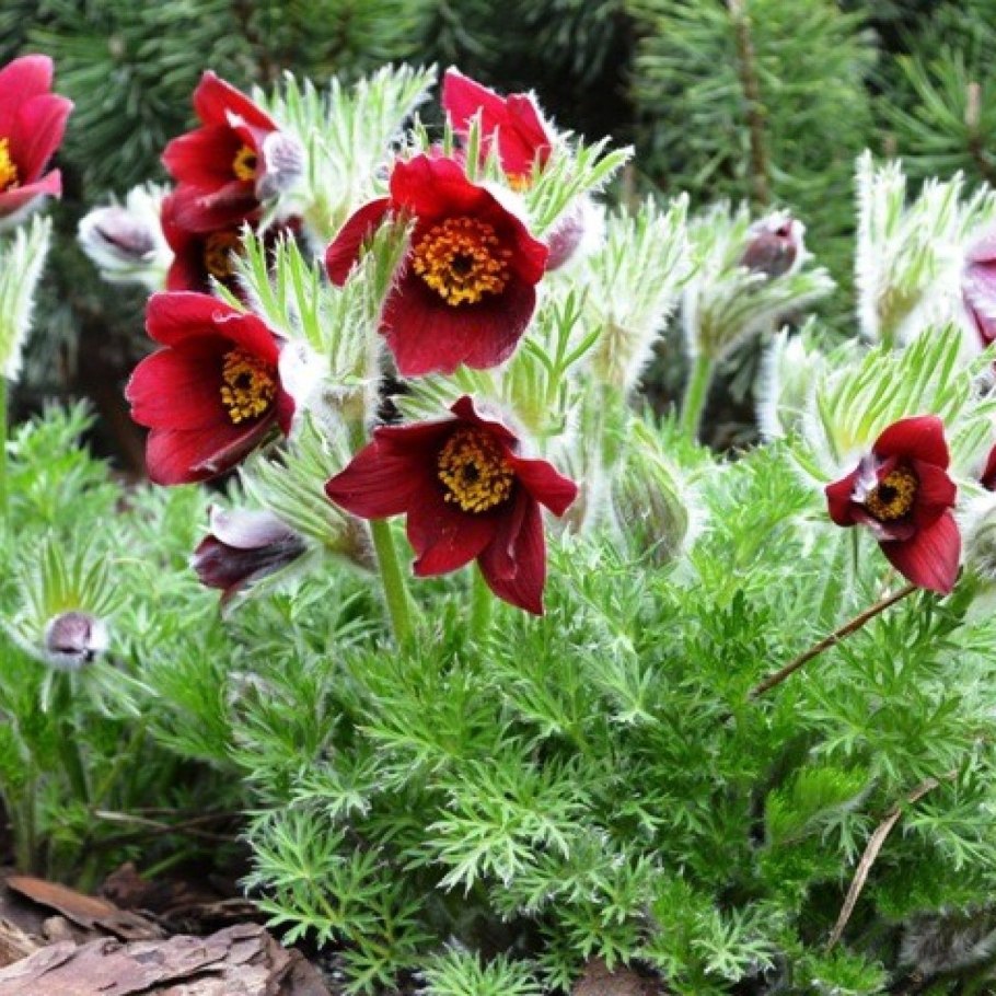 Прострел обыкновенный (Pulsatilla vulgaris `Blue Violet`)