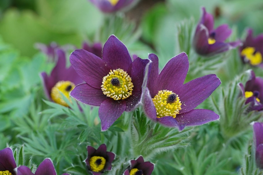 Прострел обыкновенный (Pulsatilla vulgaris `Blue Violet`)