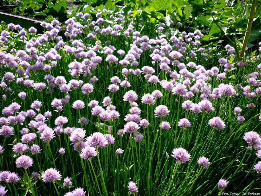 Лук сибулет