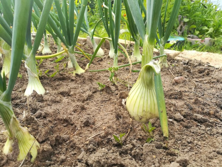 Лук песчаный фото