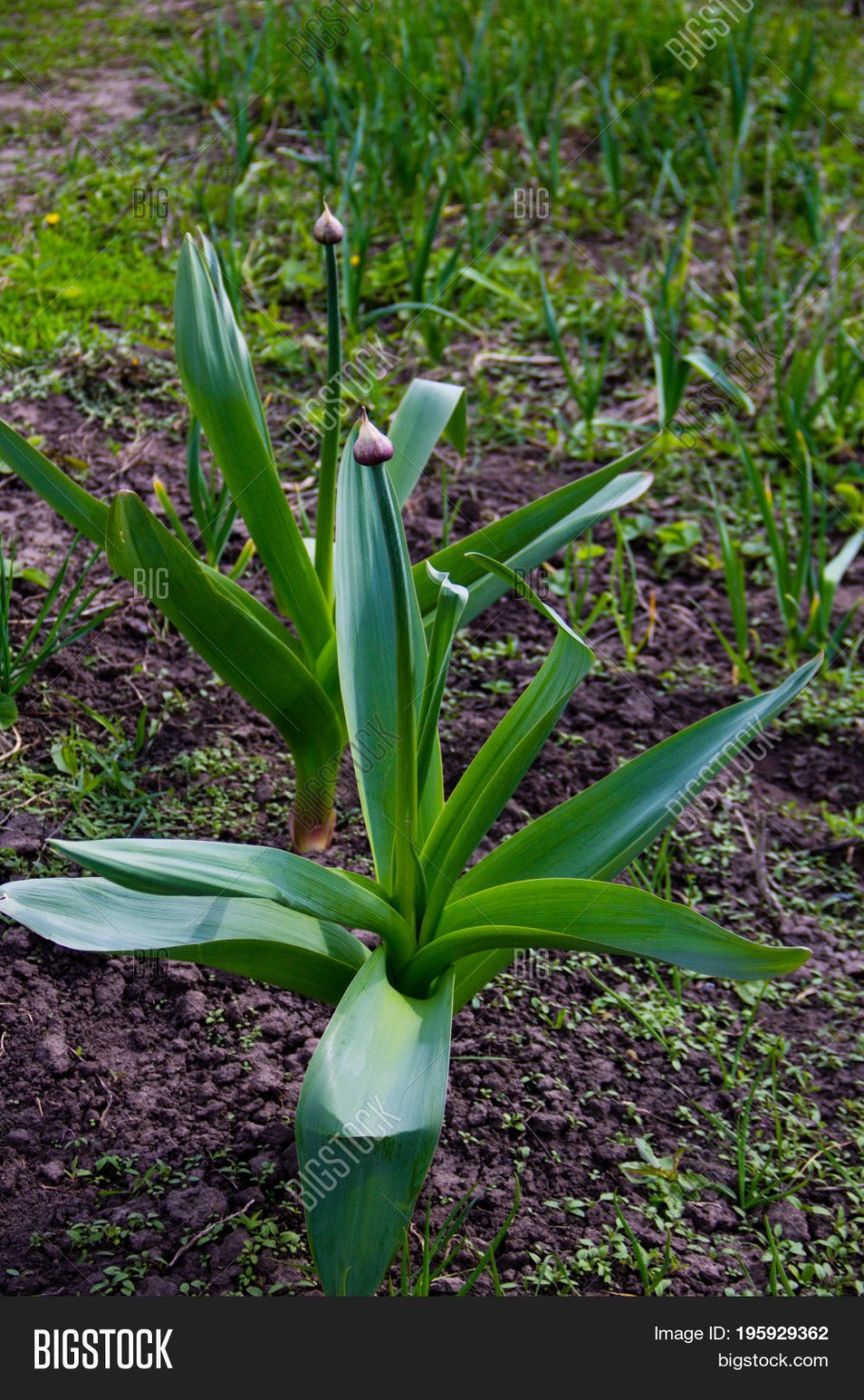 Аллиум рокамболь