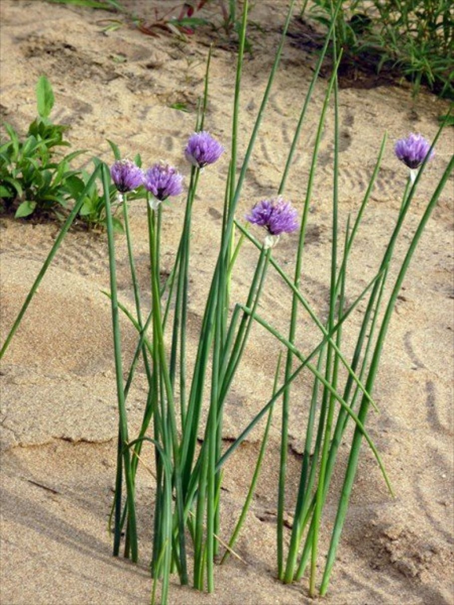 Зеленый лук с головкой