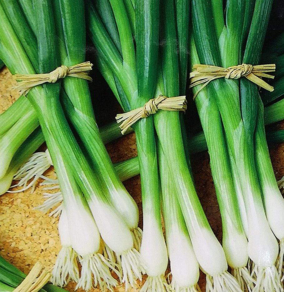 Лук на грядке