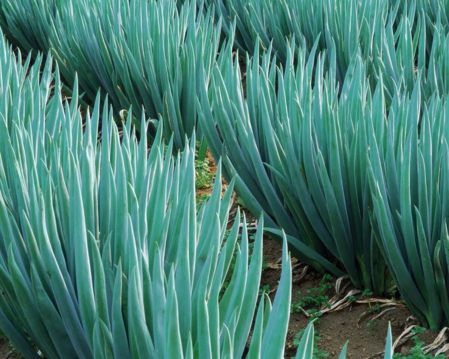 Лук шнитт (Allium schoenoprasum)