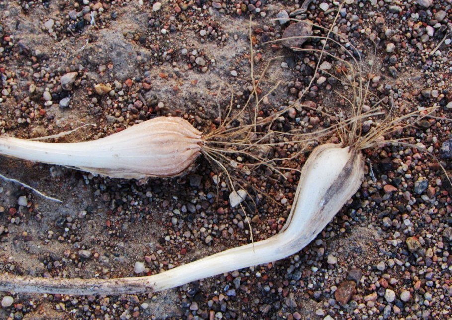 Лук песчаный многолетний